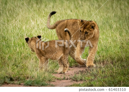 Lion cubs circle each other on grass Lion cubs circle each other on grass 61403310
