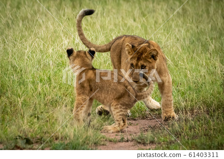 Lion cubs circle each other in grass Lion cubs circle each other in grass 61403311
