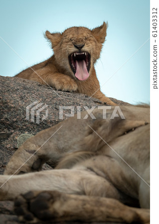 Lion cub yawns on rock by father Lion cub yawns on rock by father 61403312