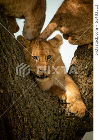 Lion cub with two others in tree Lion cub with two others in tree 61403313