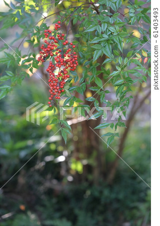 Nanten Nanten Fruit Nanten Nanten Fruit 61403493