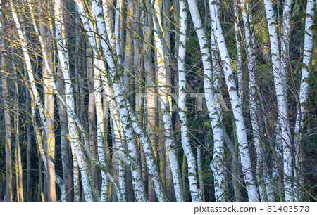 closeup of tree trunk closeup of tree trunk 61403578