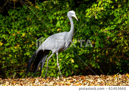 The Blue Crane, Grus paradisea, is an endangered 61403668