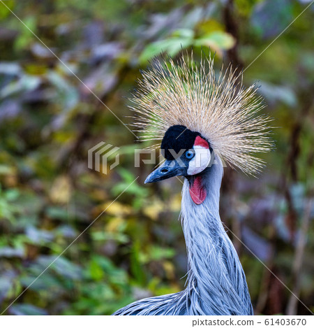 Black Crowned Crane, Balearica pavonina in the zoo 61403670