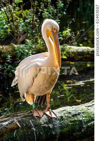 Great White Pelican, Pelecanus onocrotalus in the 61403687