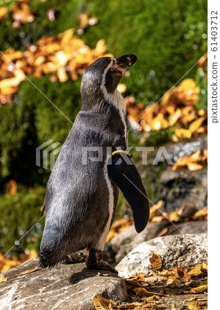 Humboldt Penguin, Spheniscus humboldti in the zoo 61403712
