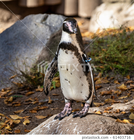 Humboldt Penguin, Spheniscus humboldti in the zoo 61403716