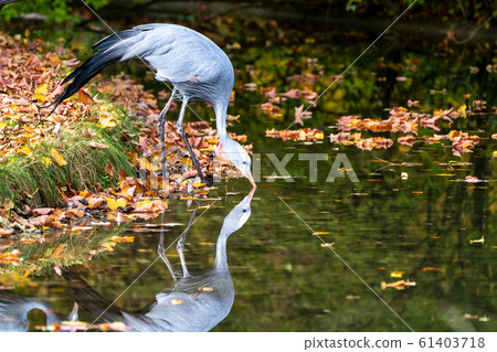 The Blue Crane, Grus paradisea, is an endangered The Blue Crane, Grus paradisea, is an endangered 61403718