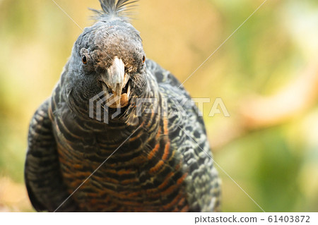 Female Gang Gang Cockatoo 61403872