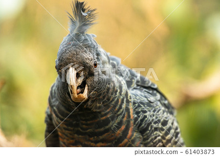 Gang Gang Cockatooâ€¨ 61403873