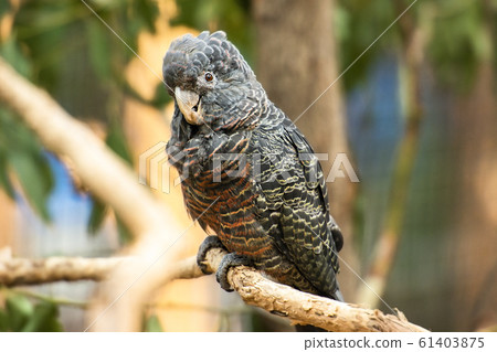 Female Gang Gang Cockatoo 61403875