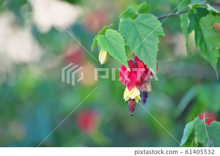 紅色提洛爾燈花 紅色提洛爾燈花 61405532
