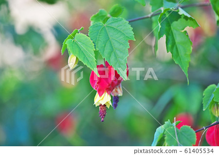 Red tyrolean lamp flower Red tyrolean lamp flower 61405534