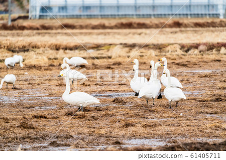 Swan resting on its wings Shibata-cho, Miyagi Prefecture Swan resting on its wings Shibata-cho, Miyagi Prefecture 61405711