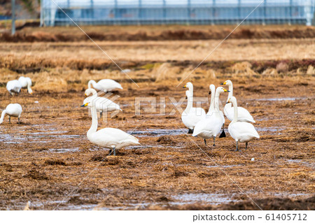 Swan resting on its wings Shibata-cho, Miyagi Prefecture Swan resting on its wings Shibata-cho, Miyagi Prefecture 61405712