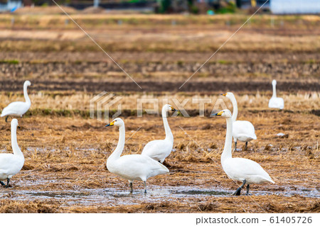 Swan resting on its wings Shibata-cho, Miyagi Prefecture 61405726