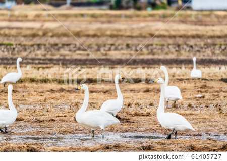 Swan resting on its wings Shibata-cho, Miyagi Prefecture 61405727