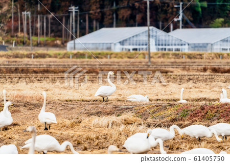 宮城縣柴田町翅膀上的天鵝 61405750