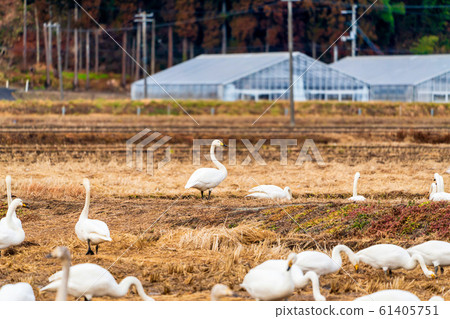宮城縣柴田町翅膀上的天鵝 61405751