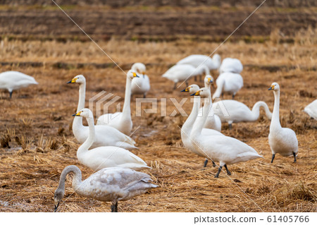 Swan resting on its wings Shibata-cho, Miyagi Prefecture Swan resting on its wings Shibata-cho, Miyagi Prefecture 61405766