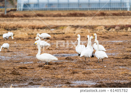 Swan resting on its wings Shibata-cho, Miyagi Prefecture Swan resting on its wings Shibata-cho, Miyagi Prefecture 61405782