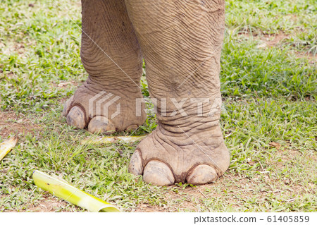 Asian elephant foot Asian elephant foot 61405859