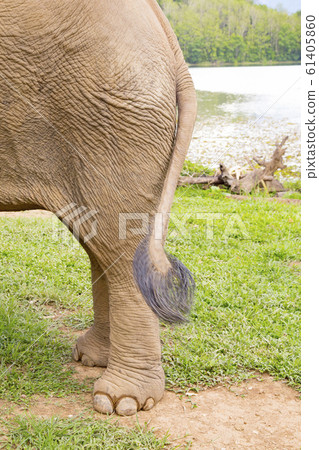 Asian elephant foot and tail Asian elephant foot and tail 61405860
