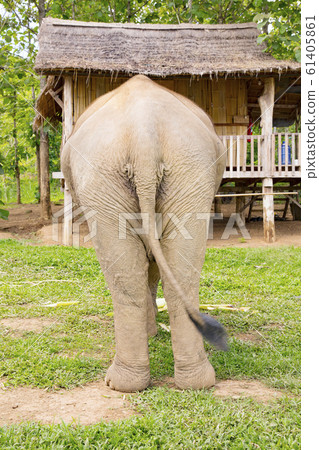 Asian elephant back view Asian elephant back view 61405861