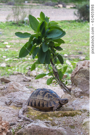 Wild turtle in the nature with a plant Wild turtle in the nature with a plant 61405998