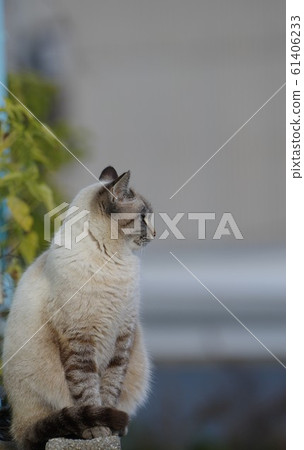 White Cat White Cat 61406233