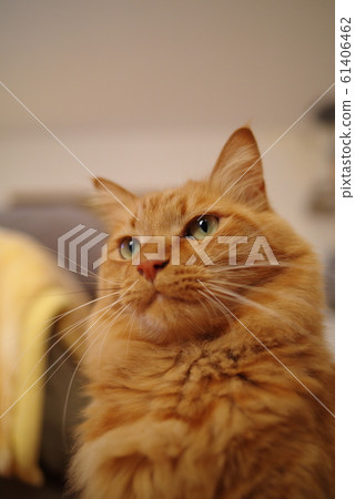 Nyanko凝視 61406462