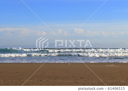 Irino Beach Birds on the Beach (Kuroshio Town, Kochi Prefecture) 61406515