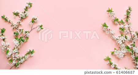 Spring white blossom branches on pink. 61406687