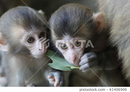日本獼猴 61406906