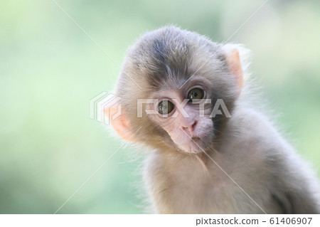 日本獼猴 61406907
