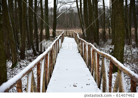 Wooden path through a winter swamp Wooden path through a winter swamp 61407462
