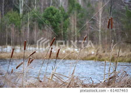 The reeds on the shore of a winter forest lake The reeds on the shore of a winter forest lake 61407463