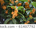 Osmanthus 61407792