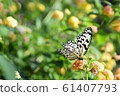 Swallowtail butterfly 61407793