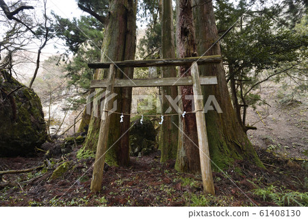 Osugi group in Kawachi (Taga-cho, Inukami-gun, Shiga Prefecture) Osugi group in Kawachi (Taga-cho, Inukami-gun, Shiga Prefecture) 61408130