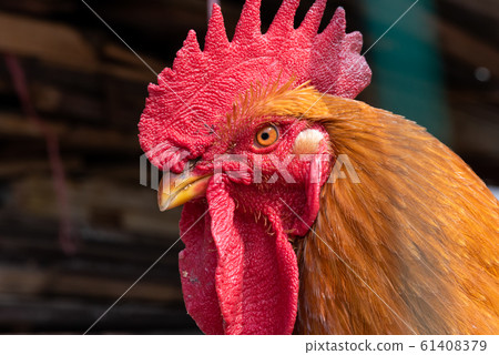 Cock looking at camera close-up portrait Cock looking at camera close-up portrait 61408379