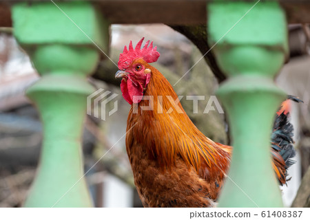 Cock looking at camera from behind a green fence Cock looking at camera from behind a green fence 61408387