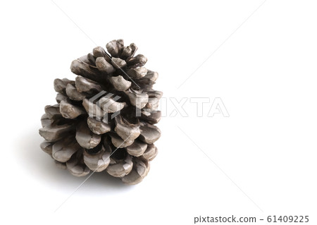 Pine lump on white background, great design for 61409225