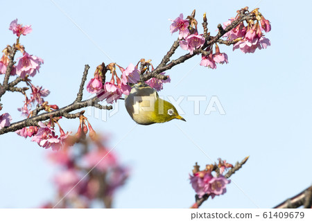 White-eye White-eye 61409679