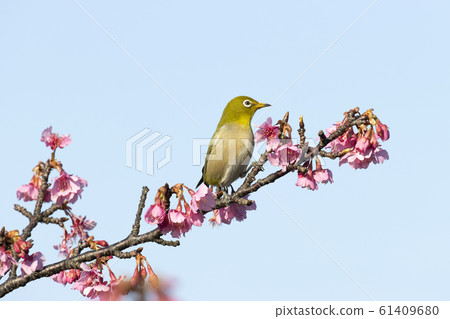 White-eye White-eye 61409680