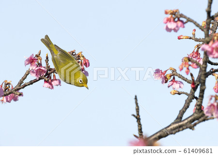 White-eye White-eye 61409681