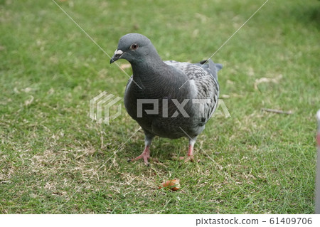 鴿子在公園裡 61409706