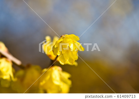 Rowey 61409713