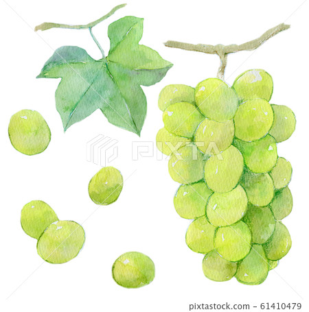 Grape Muscat Grape Muscat 61410479