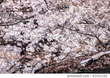 Sakura cherry blossom full bloom at Asukayama park, 東京, 櫻花, 賞櫻, 春天, 春, 花, 開花, 飛島山, 飛鳥山公園 Sakura cherry blossom full bloom at Asukayama park, 東京, 櫻花, 賞櫻, 春天, 春, 花, 開花, 飛島山, 飛鳥山公園 61411185